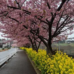 三浦海岸桜まつり