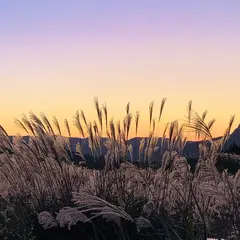 曽爾高原