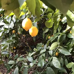 千倉オレンジセンター