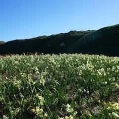 水仙まつり