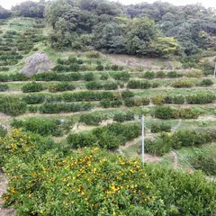 小坂みかん共同農園