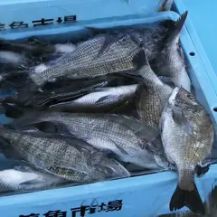 渥美魚市場