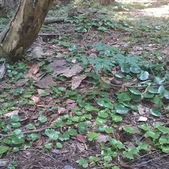 大森城址