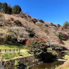 四季桜