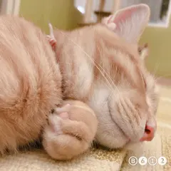 猫カフェ にゃんくる mozo店