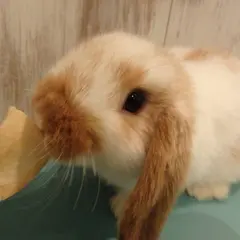 うさぎパラダイス with カワウソ 新宿3丁目店