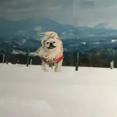 蔵王ハートランド