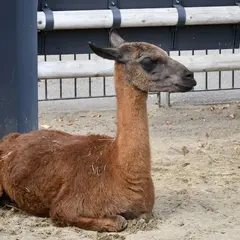 カピバラ