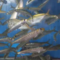 いわし舟