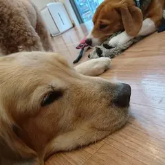 DOG HEART from アクアマリン