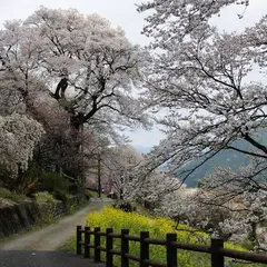 ひょうたん桜