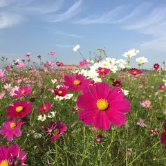 佐賀空港コスモス園
