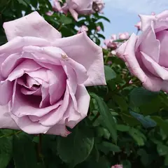 庄堺公園