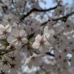 六原公園