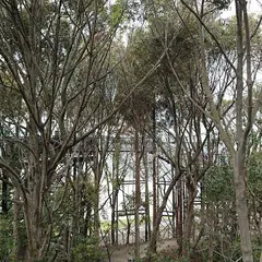 樹冠トレイル