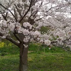 生駒鹿ノ台農園（体験農園）