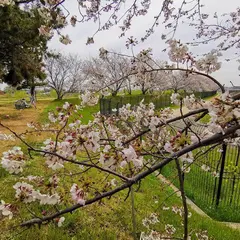 猪名川河川敷緑地