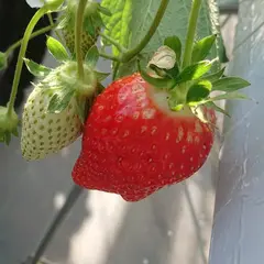 ストロベリーハウス 細田