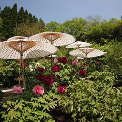 茂原牡丹園