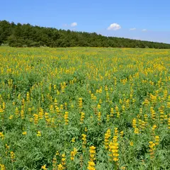 柏原海岸のルーピン