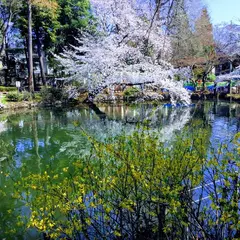 井の頭恩賜公園 ひょうたん池