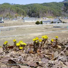赤怒田福寿草群生地