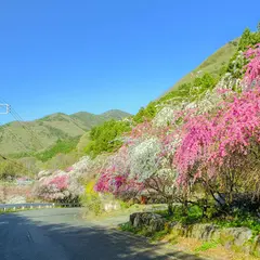 花桃街道