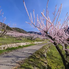 松代東条のあんず
