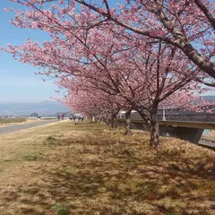 河津桜並木