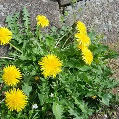 蓮潟中央公園