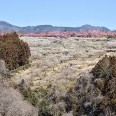 箕郷梅林