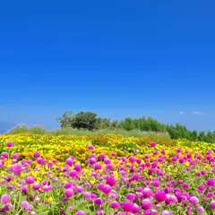 鼻高展望花の丘