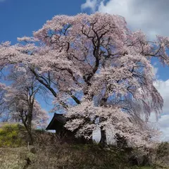 天神夫婦桜