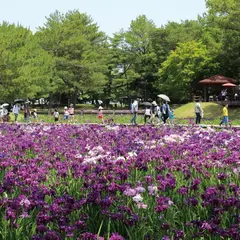 阿波岐原森林公園のハナショウブ