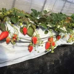 加藤いちご園