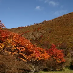恵山つつじ公園