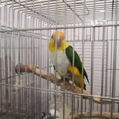 鳥の病院&鳥専門店BIRDMORE