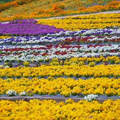花の駅せら