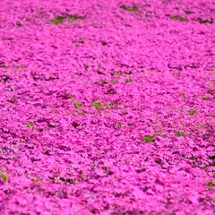 大森リゾート村
