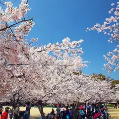 梅津寺公園