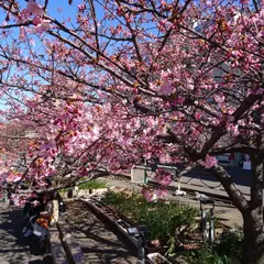 三浦海岸河津桜