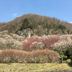 幕山公園