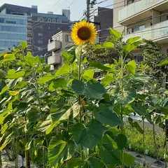 ひまわりガーデン代官山坂