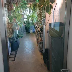 ターゲットプランツ