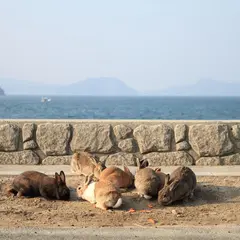大久野島