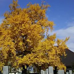 真光寺