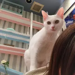猫と遊べるホテル 明日香