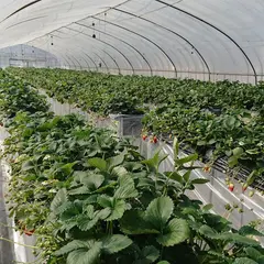 あかまつ農園