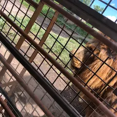 アフリカンサファリ