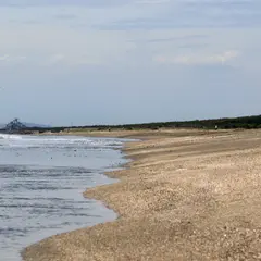 富津海岸潮干狩